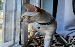 Bengal cats for sale: Snow bengal kittens for loving homes  - Image 27