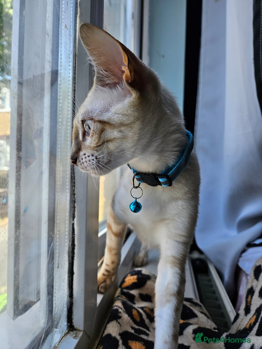 Bengal cats for sale: Snow bengal kittens for loving homes  - Image 27