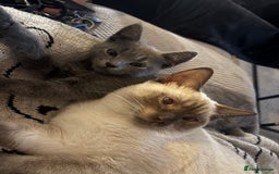 Russian Blue cats for sale: Russian Blue Boy  - Image 7