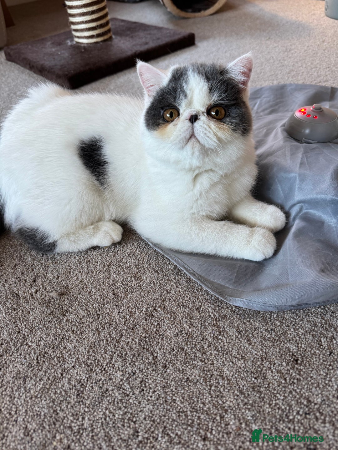 Exotic cats for sale: Beautiful chunky big eyed Exotic kittens - Advert 5