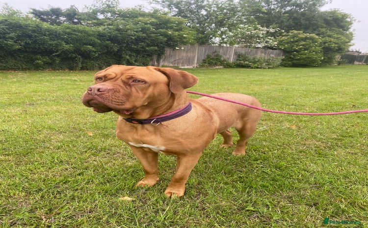 Dogue De Bordeaux dogs - Advert 1