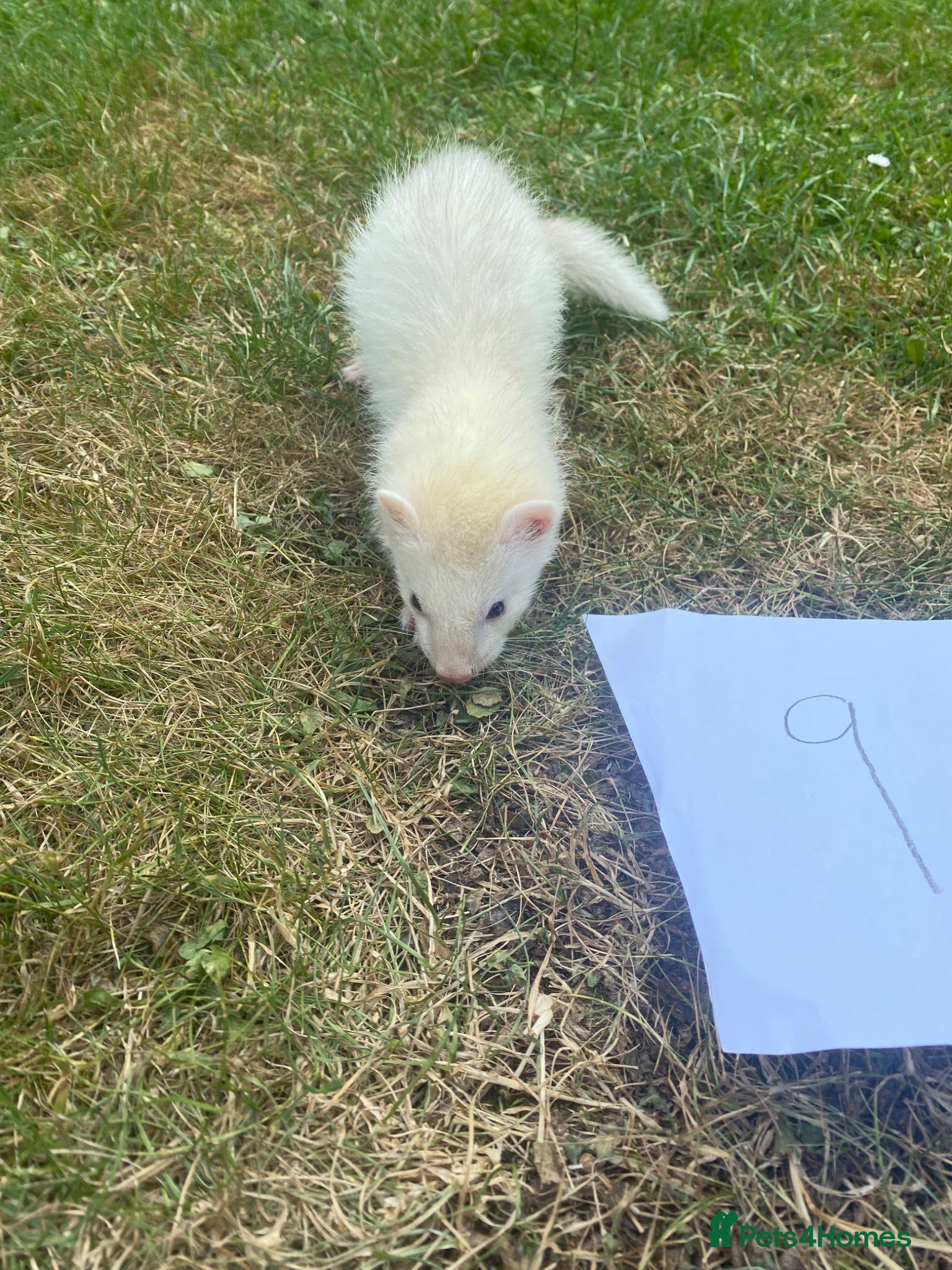 Ferret rodents £60 each Baby ferrets looking for forever homes🏡 - Advert 17