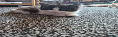 Domestic Shorthair 2