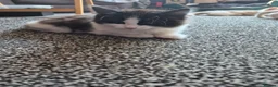 Domestic Shorthair cats for sale: Kittens  - Advert 2