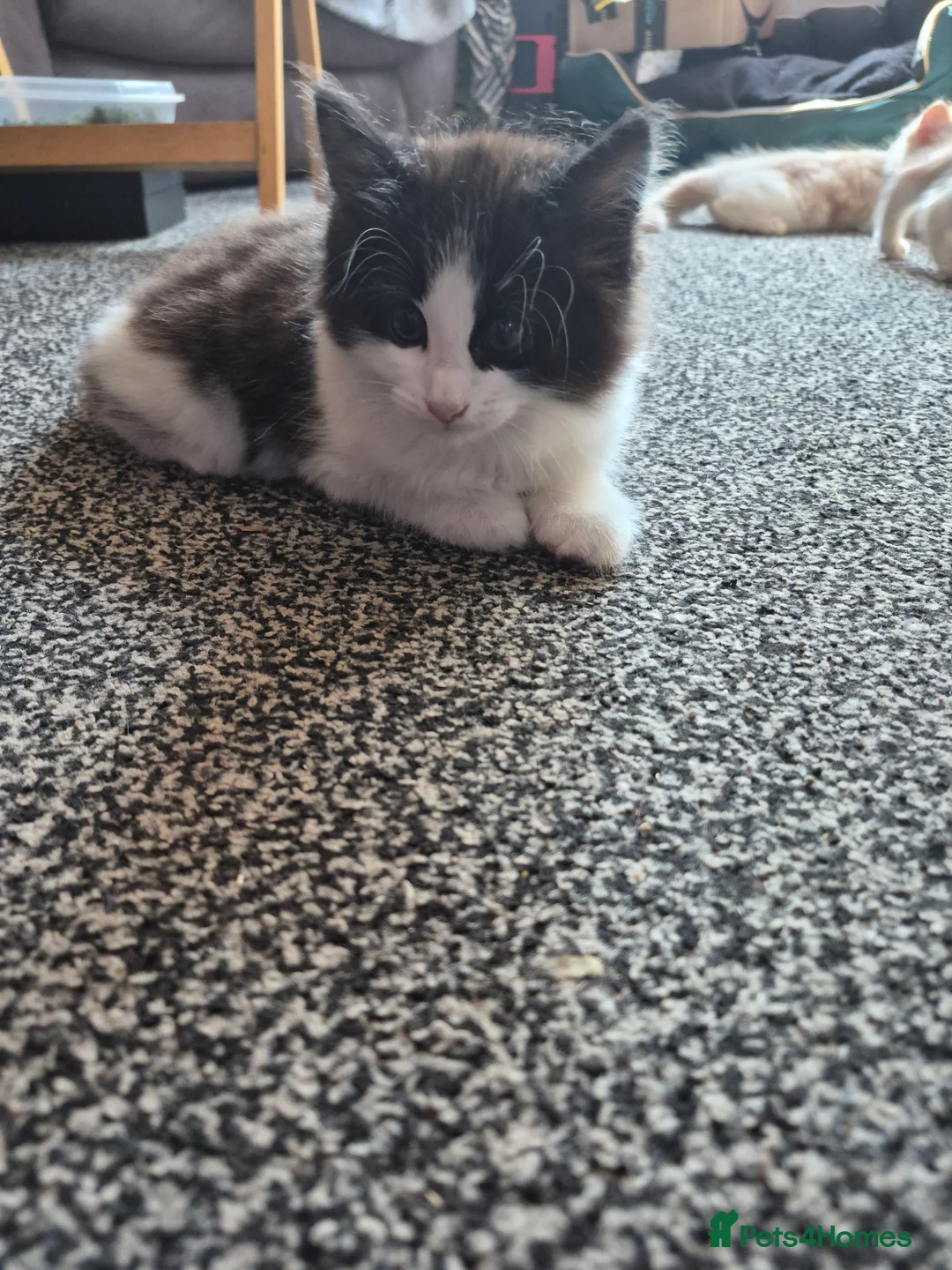 Domestic Shorthair cats for sale: Kittens  - Advert 2