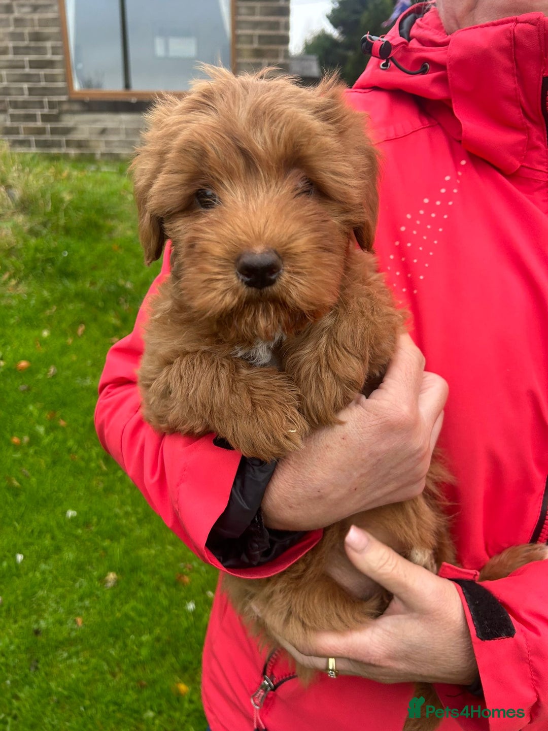 Labradoodle dogs for sale: Beautiful healthy labradoodle puppies  - Image 4