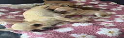 Chihuahua dogs for sale: Adorable Chihuahua Puppies – 2 Boys, 1 Girl - Advert 6