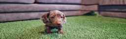 Miniature Dachshund dogs for sale: MINIATURE DACHSHUNDS PUPPIES  - Advert 12