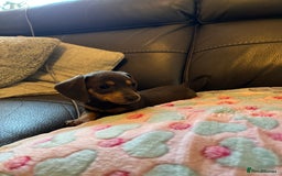 Miniature Dachshund dogs for sale: Adorable Blue and Tan puppies  - Image 2