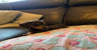Miniature Dachshund dogs - Advert 5