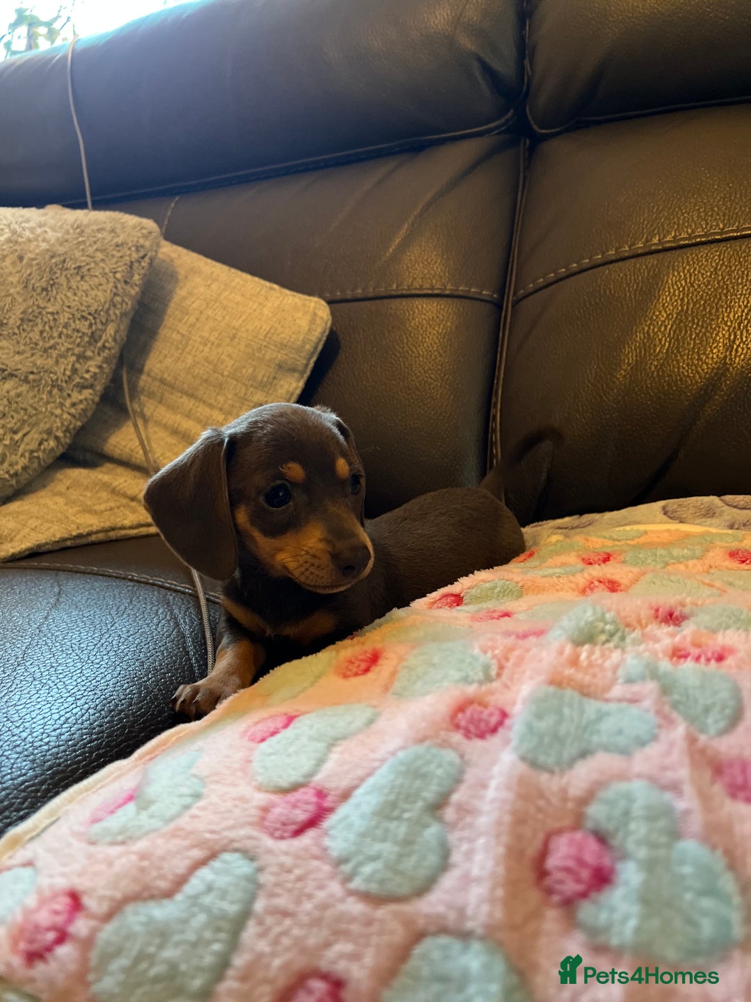 Miniature Dachshund dogs for sale: Adorable Blue and Tan puppies  - Image 2