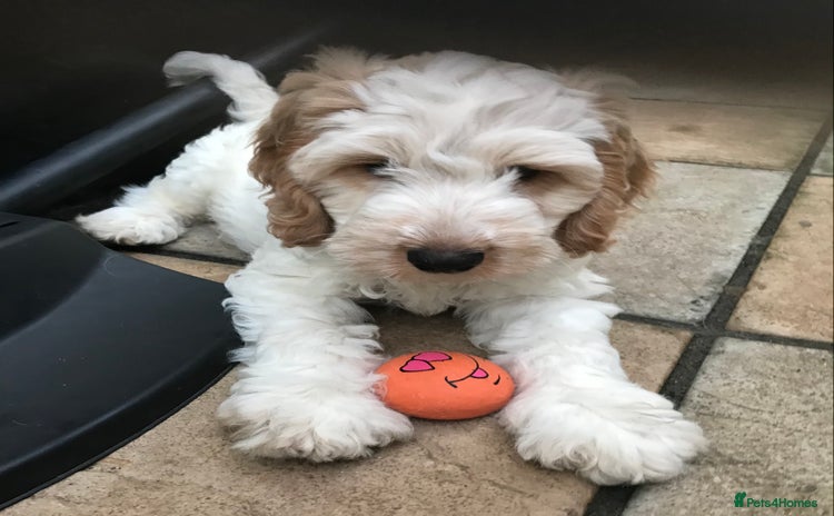 Cockapoo dogs Beautiful Lemon & white puppies - Advert 3