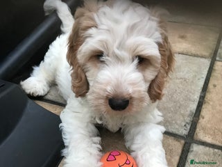 Cockapoo dogs Beautiful Lemon & white puppies - Advert 8