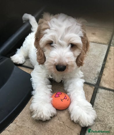Cockapoo dogs Beautiful Lemon & white puppies - Advert 3