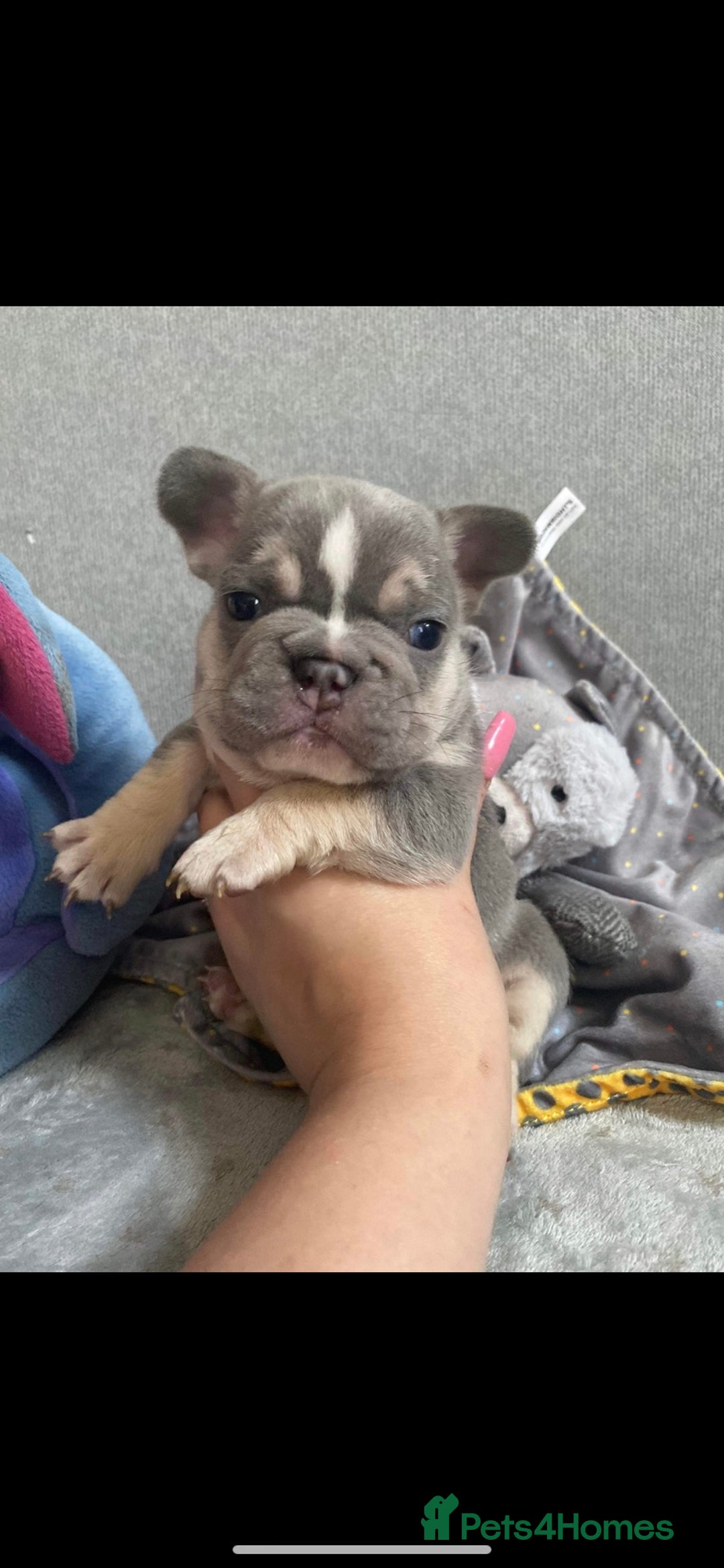 French Bulldog dogs for stud: Kc reg rare markings in Peterborough - Advert 21