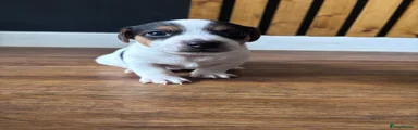 Jack Russell Puppy 1