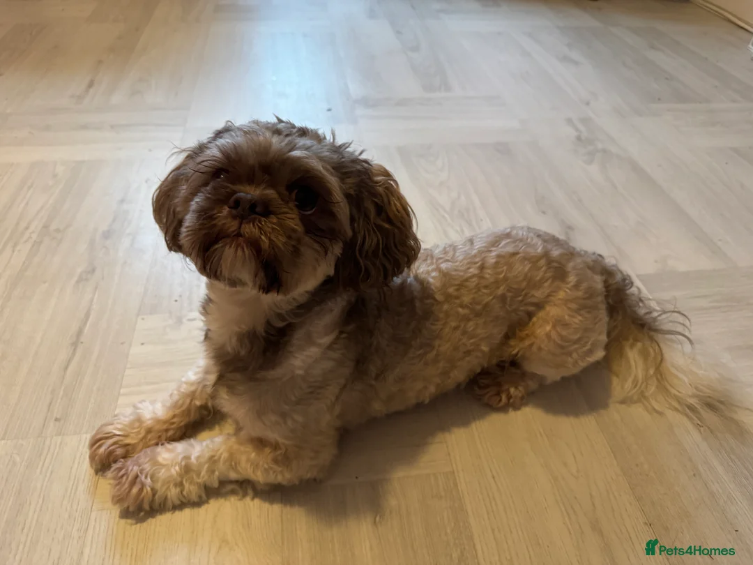 Shih Tzu dogs for stud: Shih tzu stud proven  in Glasgow - Advert 7