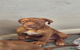 Dogue De Bordeaux dogs for sale: Dogue de bordeux  puppies  - Image 14