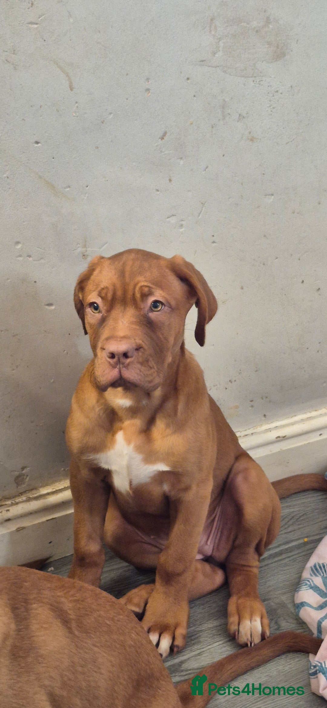 Dogue De Bordeaux dogs for sale: Dogue de bordeux  puppies  - Image 14