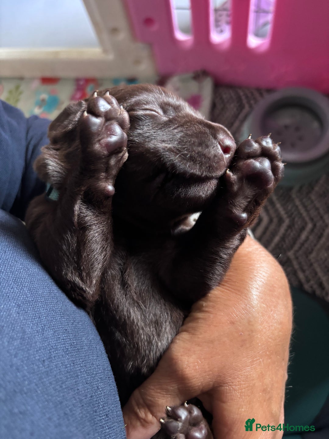 Labrador Retriever dogs for sale: Chocolate Labrador Puppies - Image 7