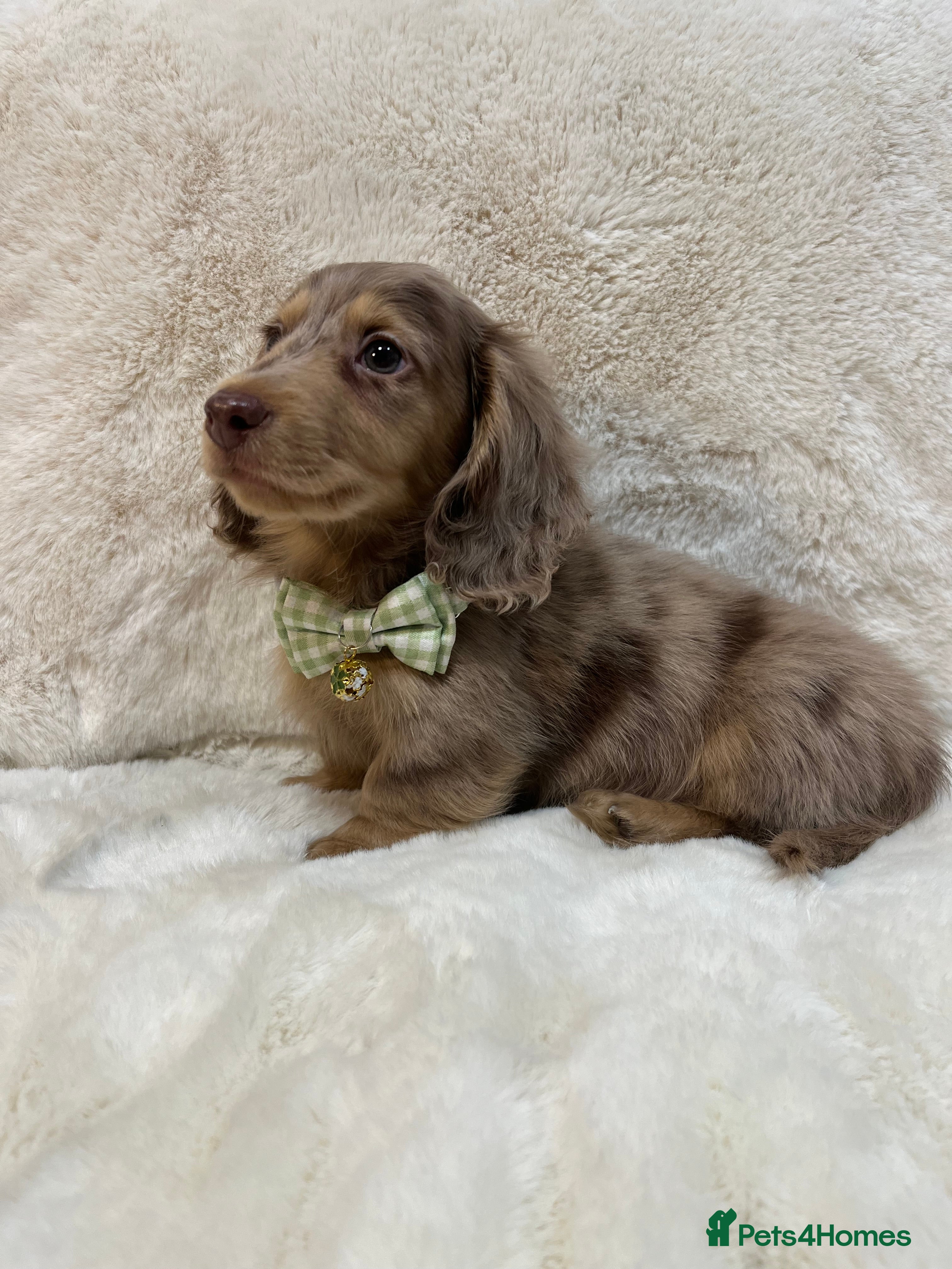 Miniature Dachshund dogs DAPPLE MINIATURE LONGHAIRED DACHSHUND KC REG - Advert 4