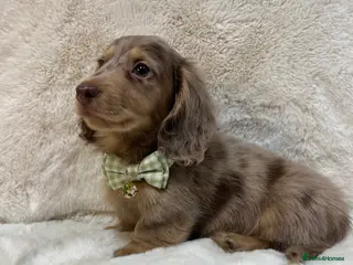 Miniature Dachshund dogs DAPPLE MINIATURE LONGHAIRED DACHSHUND KC REG - Advert 4