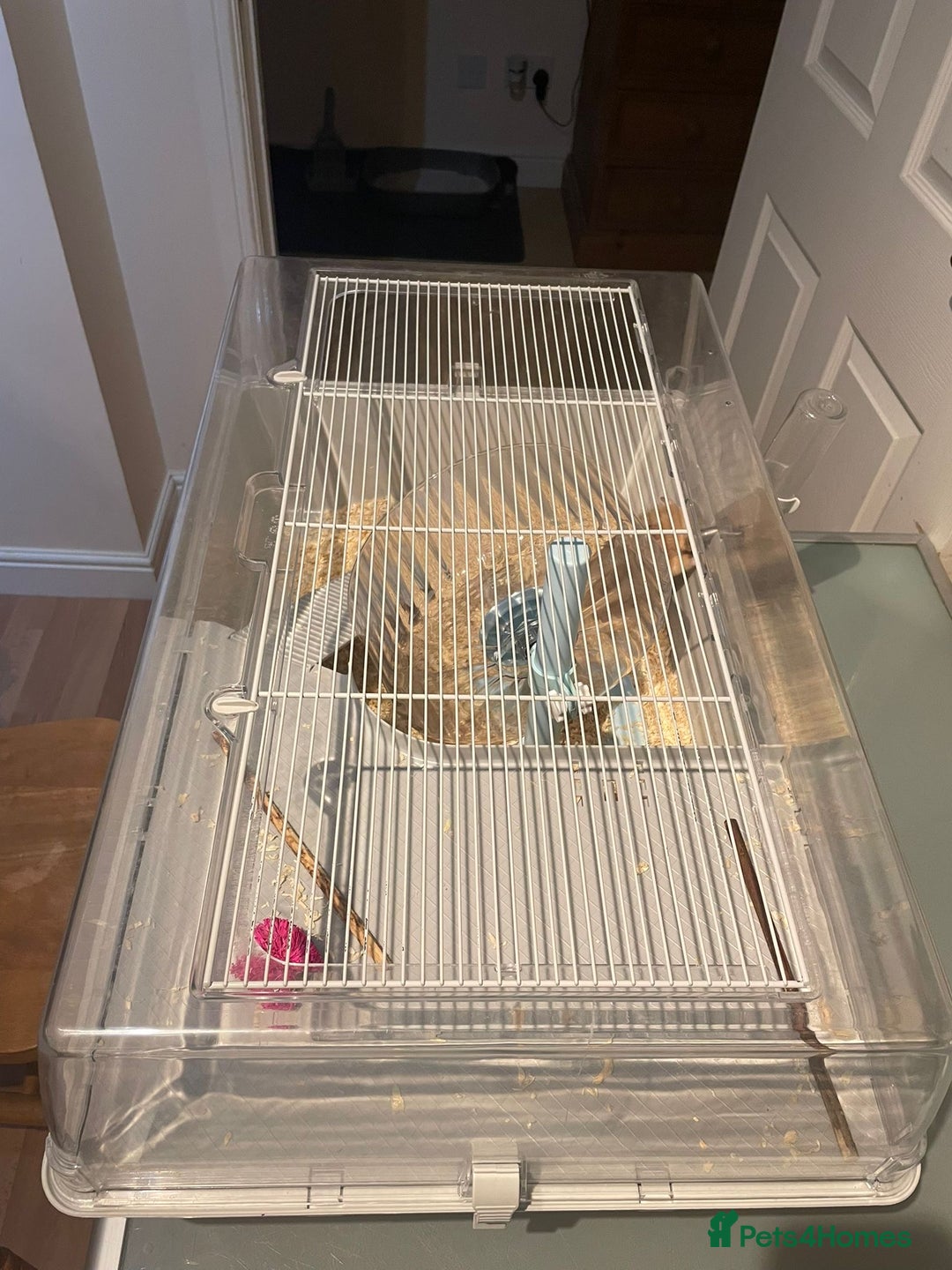 Hamster rodents for sale: Syrian Hamster for sale! - Advert 3