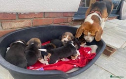 Beagle dogs for sale: 3 beautiful beagle pups for sale - Advert 3