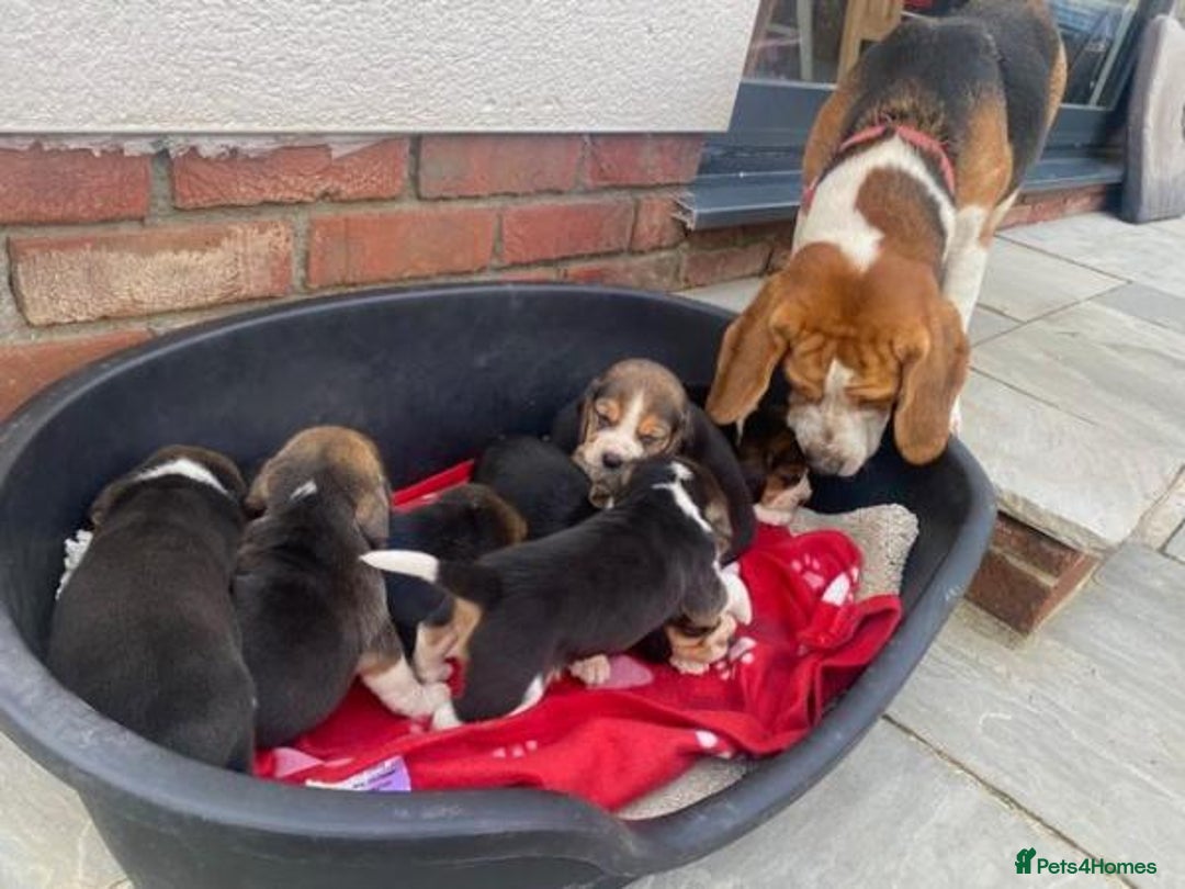 Beagle dogs for sale: 3 beautiful beagle pups for sale - Advert 3