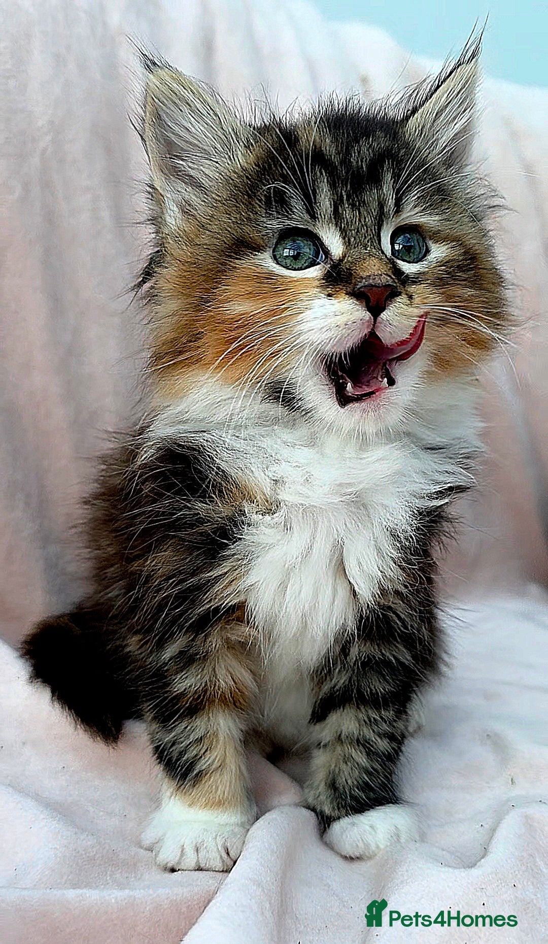 Maine Coon cats 3 Fluffy Maine Coon Kittens left!!! - Advert 9