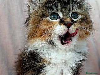 Maine Coon cats 3 Fluffy Maine Coon Kittens left!!! - Advert 9