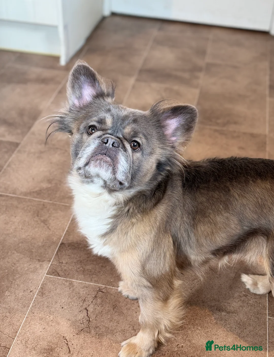 French Bulldog dogs for adoption: Female Full Visual Fluffy French Bull Dog  REHOME - Advert 1
