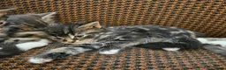 Mixed Breed cats for sale: Mixed bread long hair kittens - Advert 2