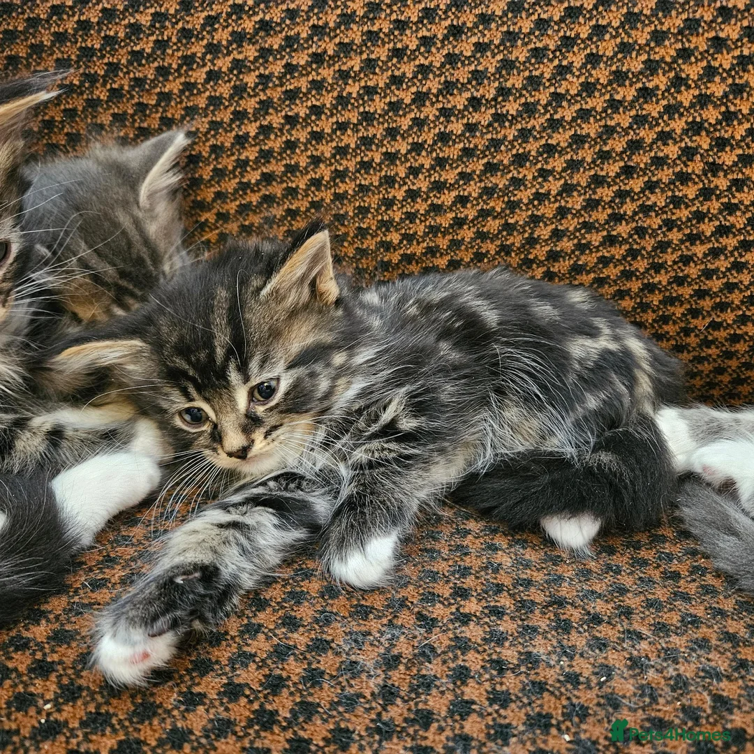 Mixed Breed cats for sale: Mixed bread long hair kittens - Advert 2