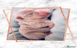 English Bulldog dogs for sale: English bulldogs - Image 2