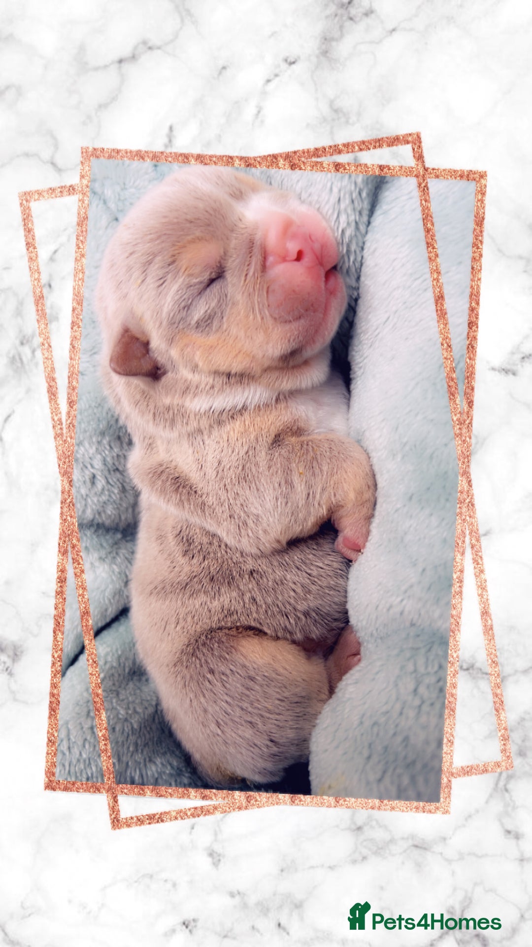 English Bulldog dogs for sale: English bulldogs - Image 2