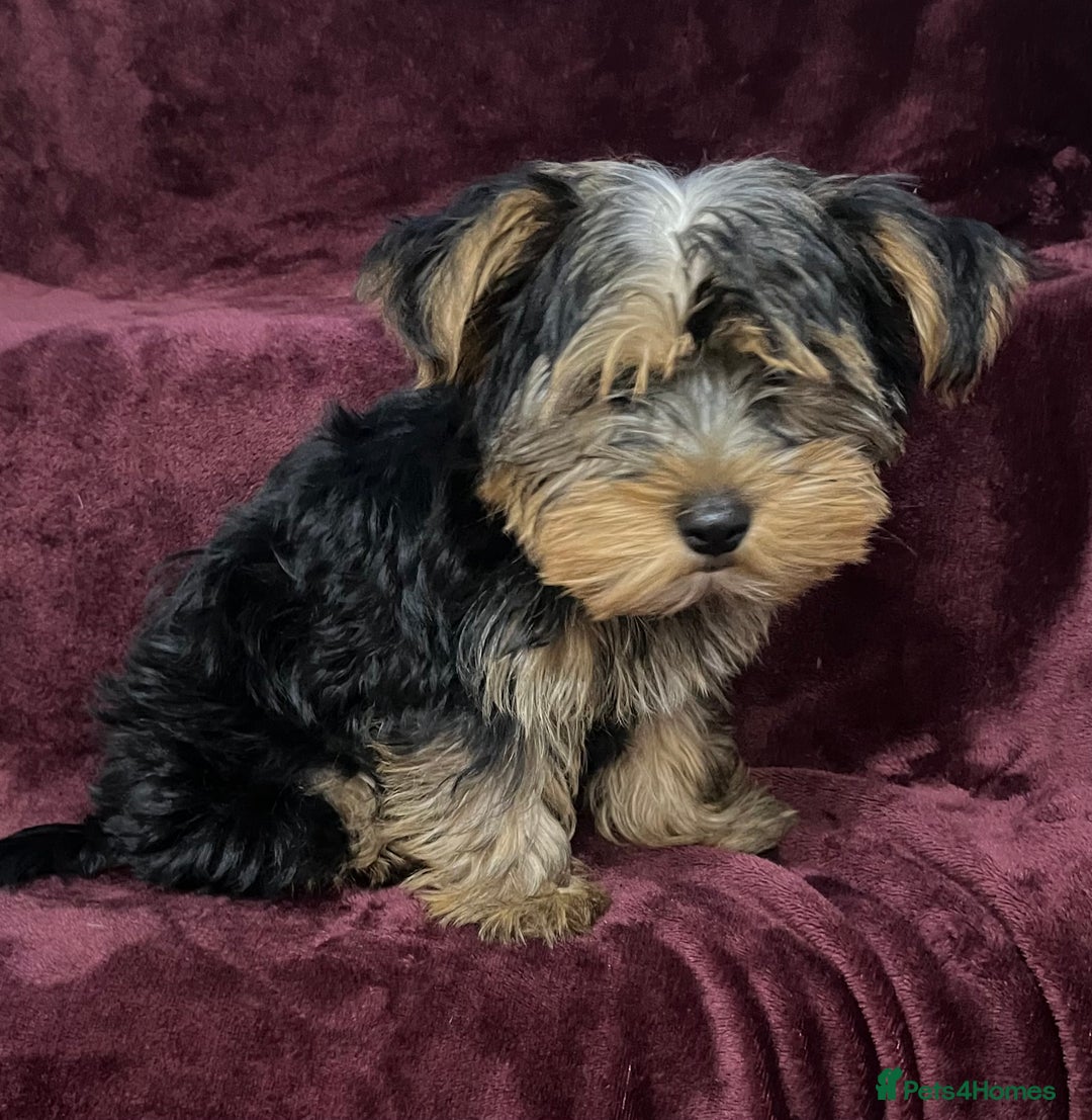Yorkshire Terrier dogs for sale: Gorgeous little Yorkshire Terrier puppy  - Advert 3
