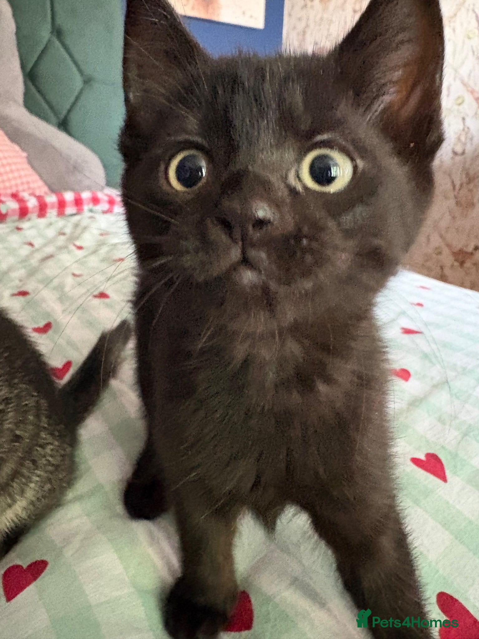 Bombay cats Beautiful black Bombay X girl left - Advert 5