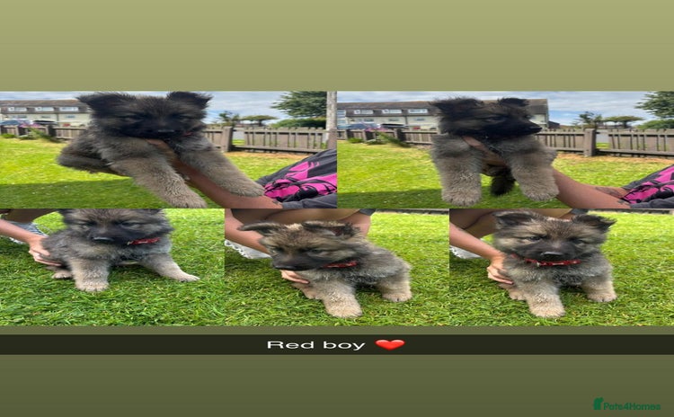 German Shepherd dogs - Advert 9