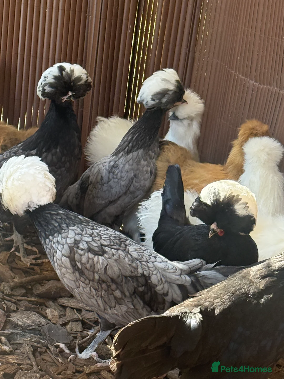 Chickens poultry for sale: Polish point of lay hens black and blue  - Advert 1