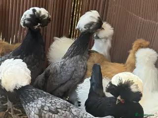 Chickens poultry Polish point of lay hens black and blue - Advert 10