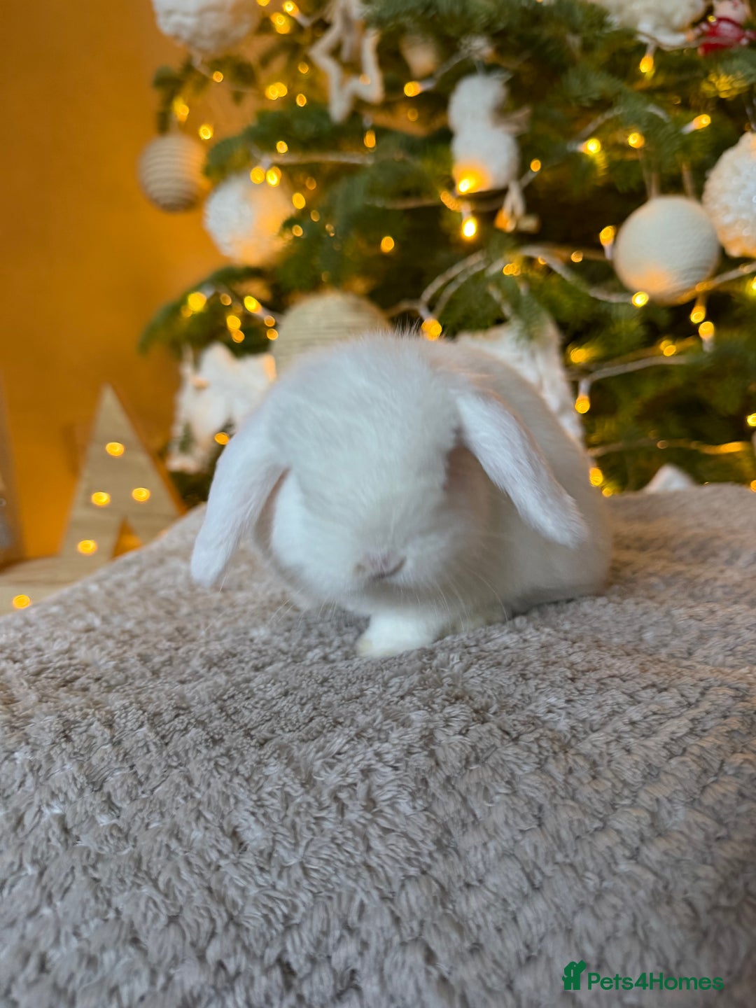 Mini Lop rabbits for sale: Mini lop  - Advert 5