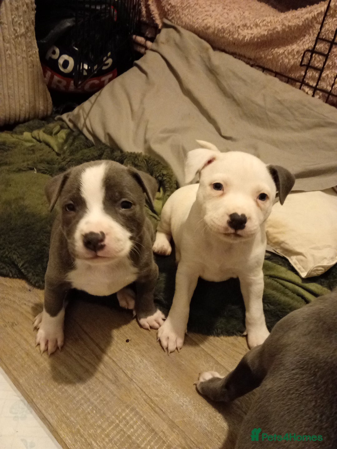 Staffordshire Bull Terrier dogs for sale: Beautiful blue Staffordshire bull terrier puppies  - Advert 10