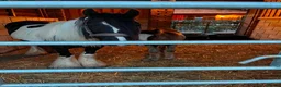 Miniature horses for sale: 6-Month-Old Mini Cob Colt Foal – Full of Potential - Advert 5