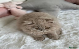 British Longhair cats for sale: Ready 🐻British Longhair chunky kittens💎🧸 - Image 10