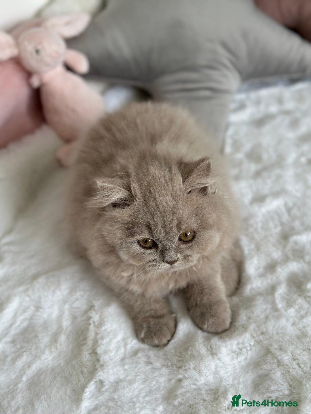 British Longhair cats for sale: Ready 🐻British Longhair chunky kittens💎🧸 - Image 10
