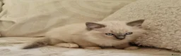 Ragdoll cats for sale: Adorable Ragdoll Kittens Looking For A New Home - Advert 16