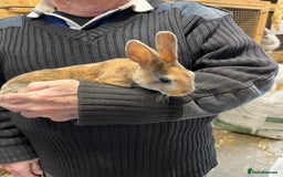 Rex rabbits for sale: 2 Mini rex does - Image 2