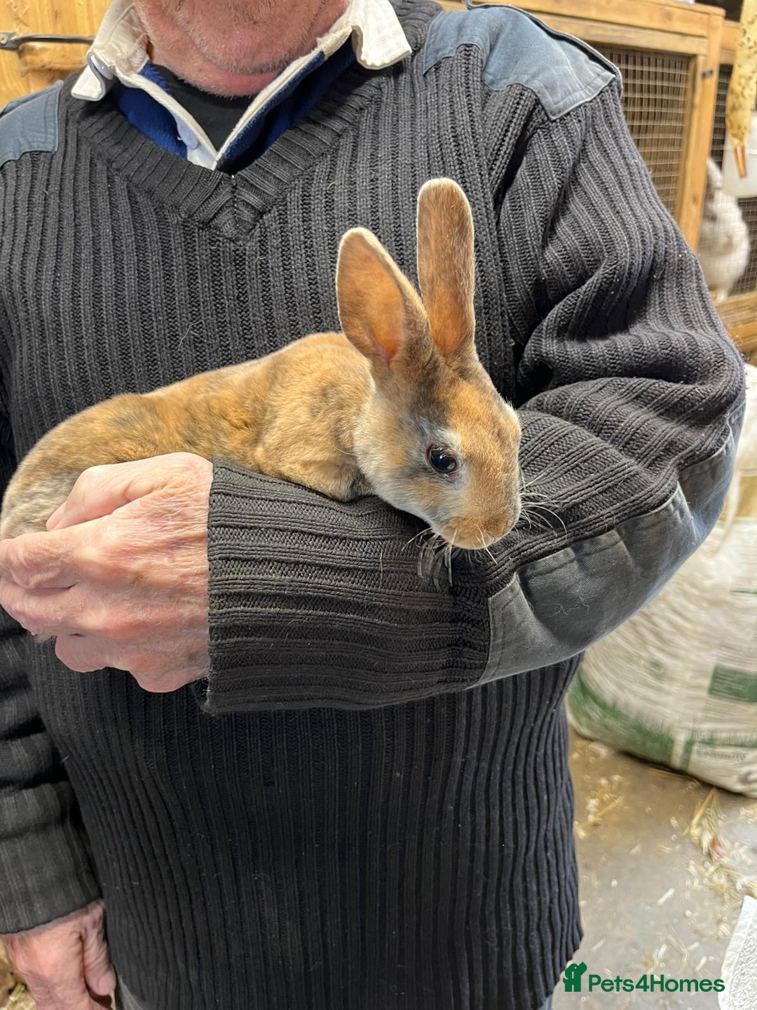 Rex rabbits for sale: 2 Mini rex does - Image 2