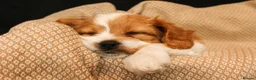 Cavapoo dogs for sale: cavapoo puppies for Sale X3 Girls  in Lincoln - Advert 8
